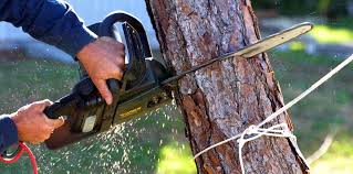 Best Fruit Tree Pruning  in Mclean, VA