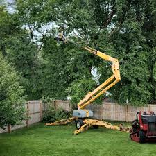 Best Hazardous Tree Removal  in Mclean, VA