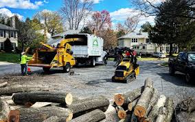 Best Tree Removal  in Mclean, VA