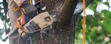 Trusted Mclean, VA Tree Services Experts