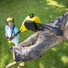 Best Organic Lawn Care Solutions  in Mclean, VA