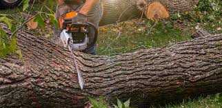 Best Lawn Renovation and Restoration  in Mclean, VA