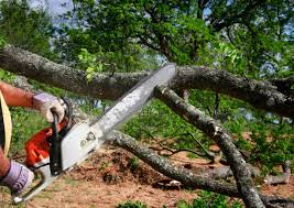 How Our Tree Care Process Works  in  Mclean, VA