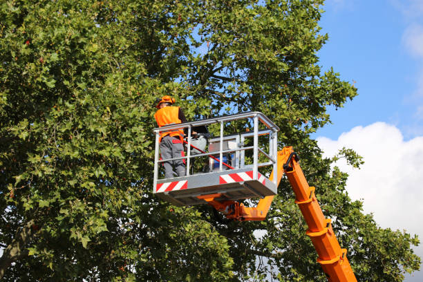 Best Tree and Shrub Care  in Mclean, VA