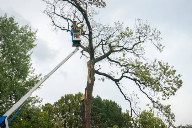 Lawn Watering Services in Mclean, VA
