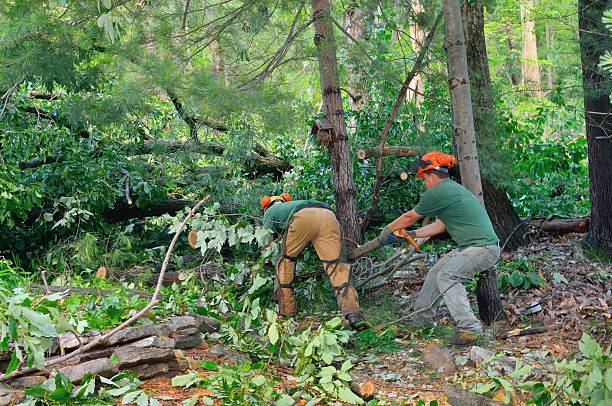 Best Lawn Renovation and Restoration  in Mclean, VA