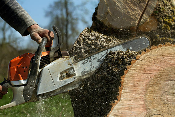 Best Lawn Maintenance Plans  in Mclean, VA
