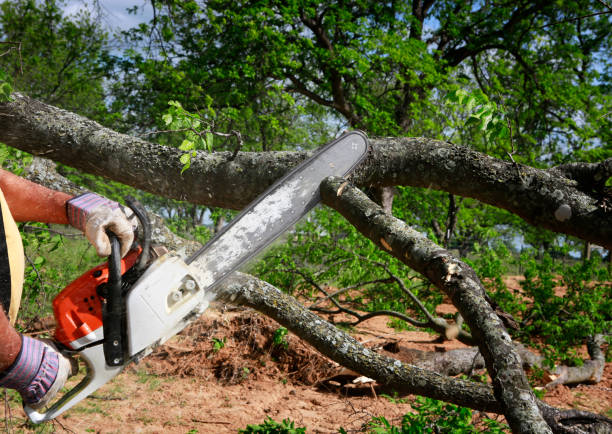 Best Leaf Removal  in Mclean, VA